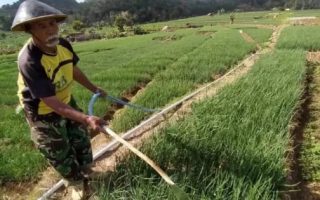 pemupukan bawang merah